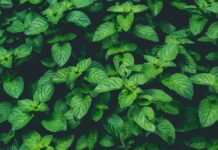 Amazing Health Benefits of Mint Leaves