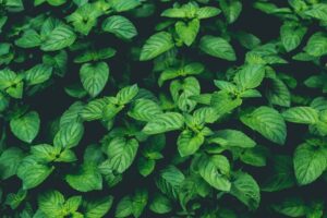 Amazing Health Benefits of Mint Leaves1 Amazing Health Benefits of Mint Leaves
