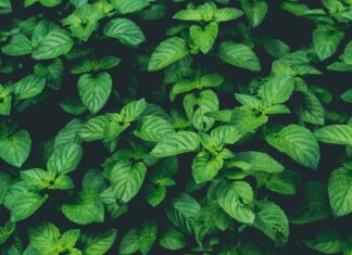 Amazing Health Benefits of Mint Leaves