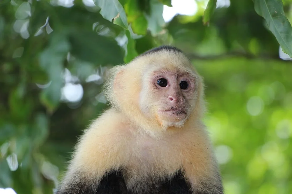 costarica monkey