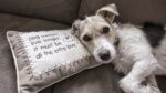 best-couch-covers-for-pets