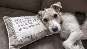 best-couch-covers-for-pets