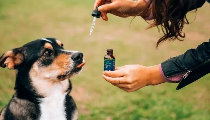 Using CBD for Dogs