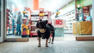 Things to Buy Before You Pick Up Your New Dog Things to Buy Before You Pick Up Your New Dog