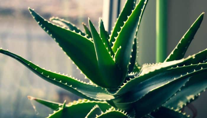 Aloe Vera Gel