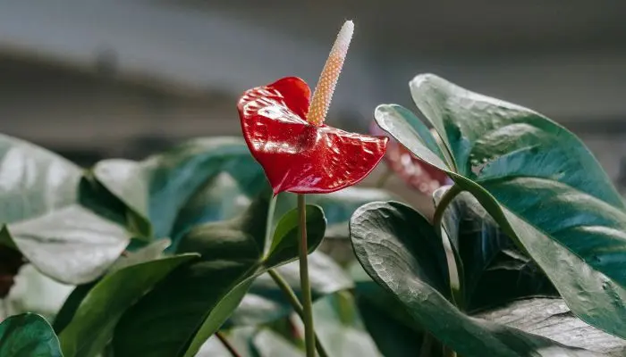 Anthurium