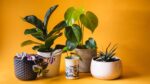 Best Low-Light Indoor Plants For Your Home