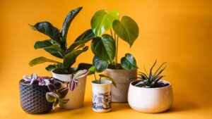 Best Low-Light Indoor Plants For Your Home