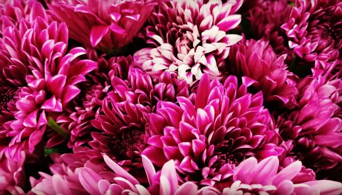 Chrysanthemums