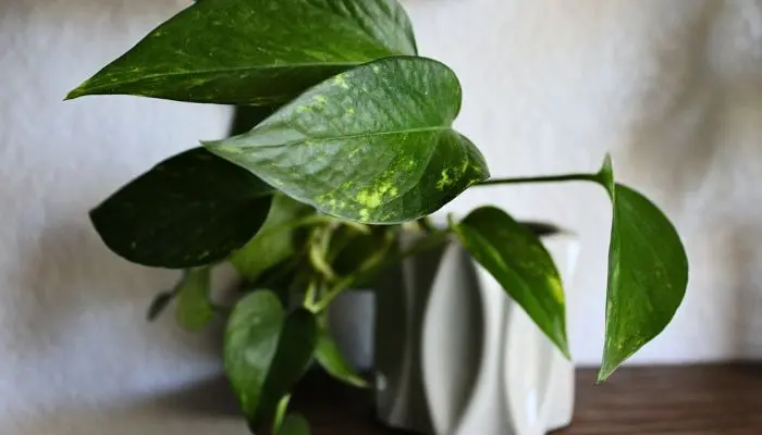 Golden Pothos