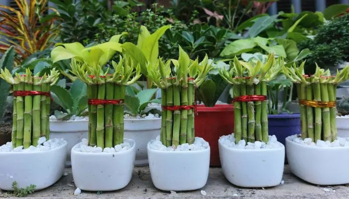 Lucky Bamboo