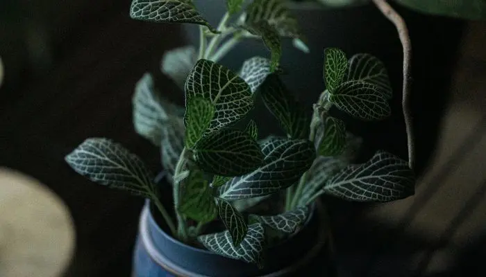 Nerve Plant (Fittonia spp.)