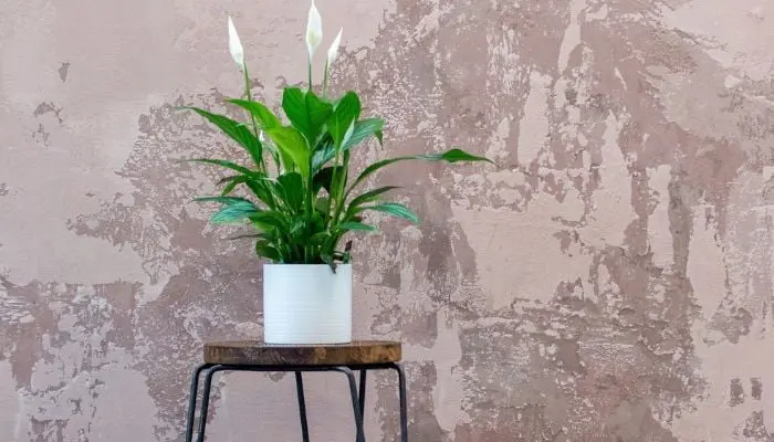 Peace Lily