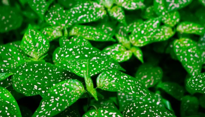 Polka Dot Plant (Hypoestes phyllostachya)