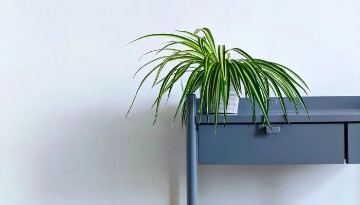 Spider Plant