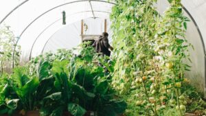 Healthy Harvest The Physical and Mental Gains from Gardening Healthy Harvest: The Physical and Mental Gains from Gardening