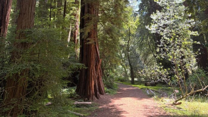 Muir Woods National Monument Muir Woods National Monument