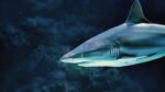 Shark Week