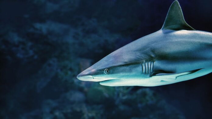 Shark Week Shark Week