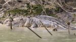 Crocodile