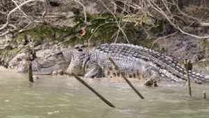 Crocodile