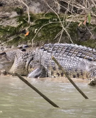 Crocodile