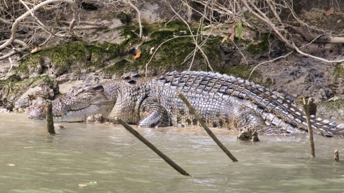 Crocodile Crocodile