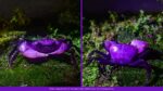 Purple Crabs
