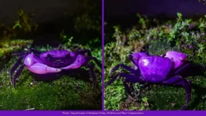 Purple Crabs