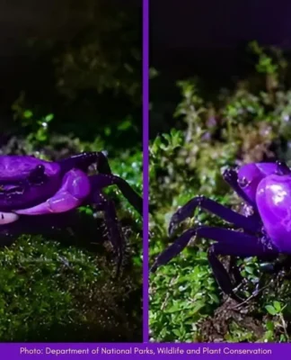 Purple Crabs
