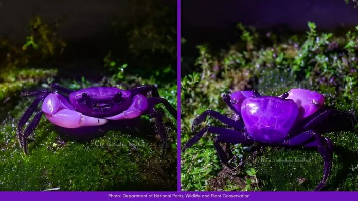Purple Crabs Purple Crabs