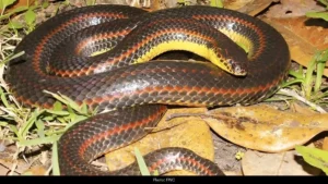 Rainbow Snake