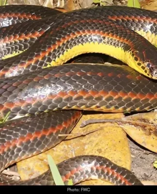 Rainbow Snake