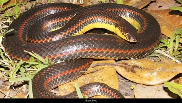 Rainbow Snake Rainbow Snake