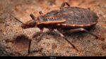 Kissing Bugs