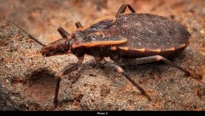 Kissing Bugs