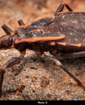 Kissing Bugs