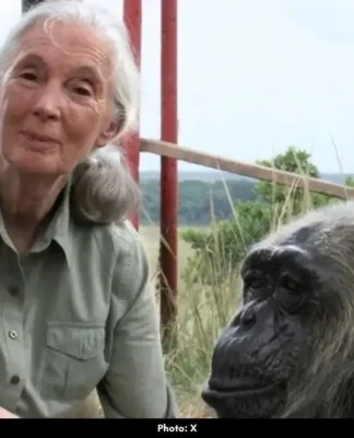 Jane Goodall