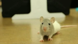 Mice