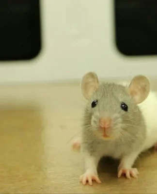 Mice