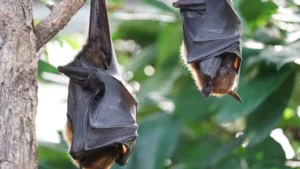 bats