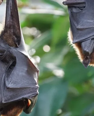 bats